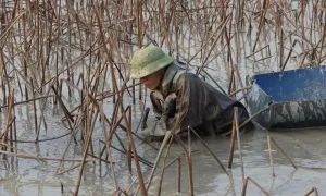 Sục bùn thu hoạch củ sen