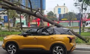 Cây xanh bật gốc đè trúng người phụ nữ