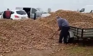 Mất 150 tấn khoai vì tin đồn